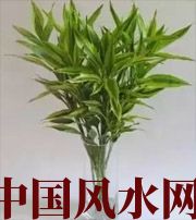 南阳十二生肖养什么植物最旺财运？你知道吗！