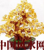 南阳买了招财植物却不能发财，是方位摆错了！